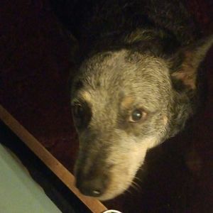 Meet your Posher, Glen